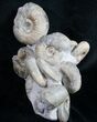 Very Nice Kepplerites Ammonite Cluster #9458-3